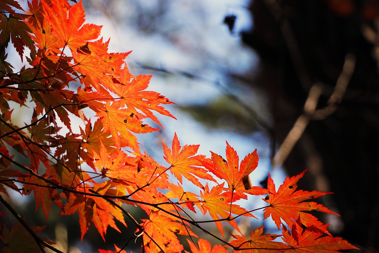 orange colors of fall leaves