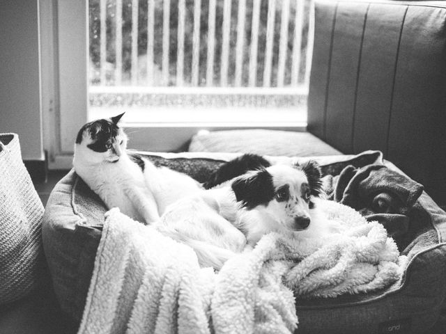 cozy-cat-and-dog-relaxing-indoors-on-bed (image by: pexels-ricardo-oliveira) cozy-cat-and-dog-relaxing-indoors-on-bed (image by: pexels-ricardo-oliveira)
