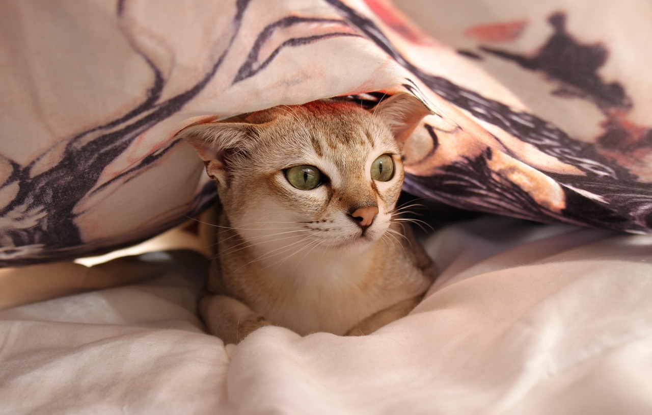 Singapura cat (image by: currifex of Pixabay.com) Singapura cat on a blanket with it's head poking out of another blanket on top of its head.