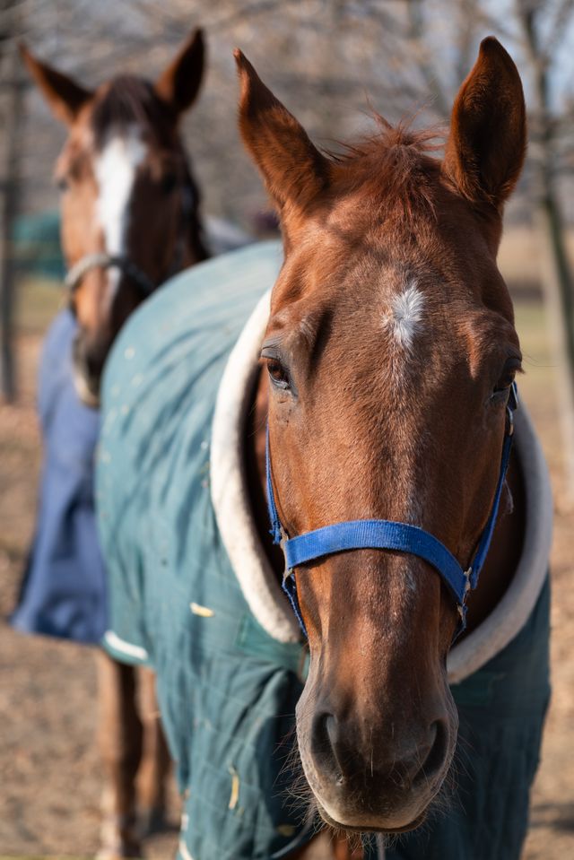pexels-gy1610-35048170 close-up-of-two-horses-with-winter-blankets
